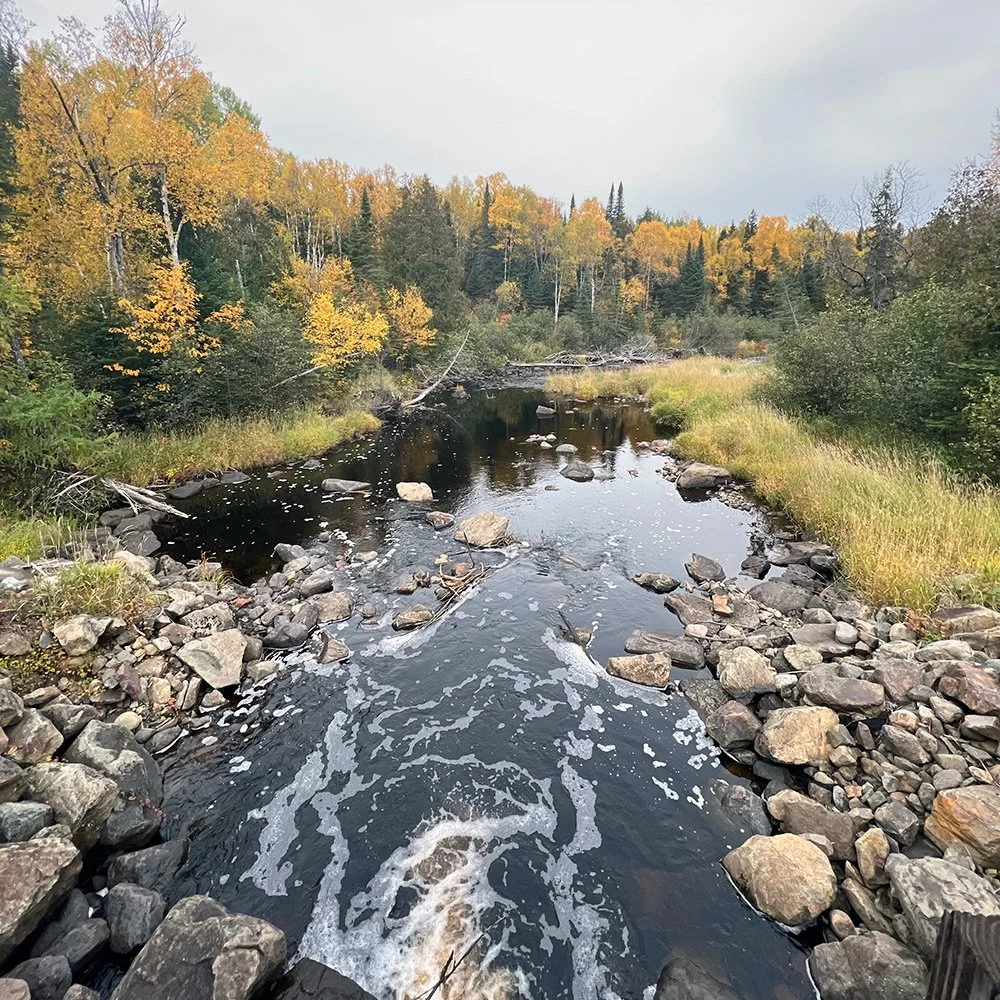 swamp_river.jpg