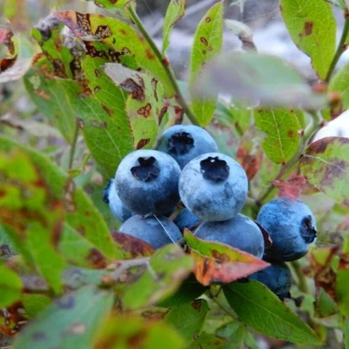 blueberries.jpg
