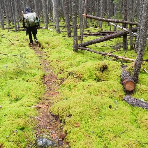 mossy-portage.jpg