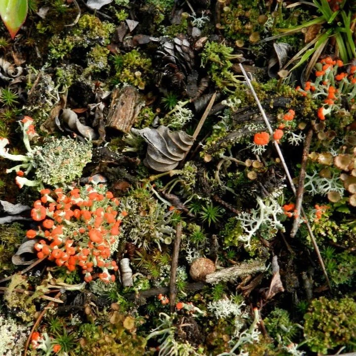 moss.jpg