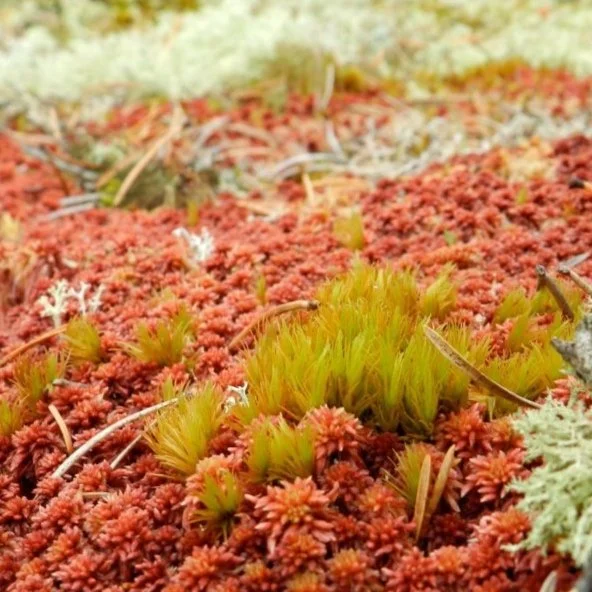 moss_2.jpg