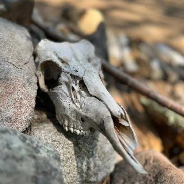 skull.jpg