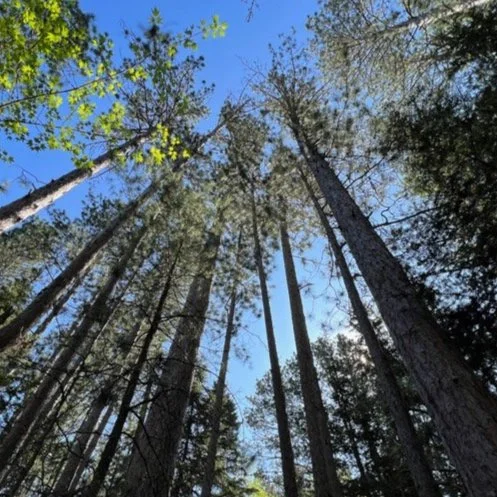 tall+trees.jpg