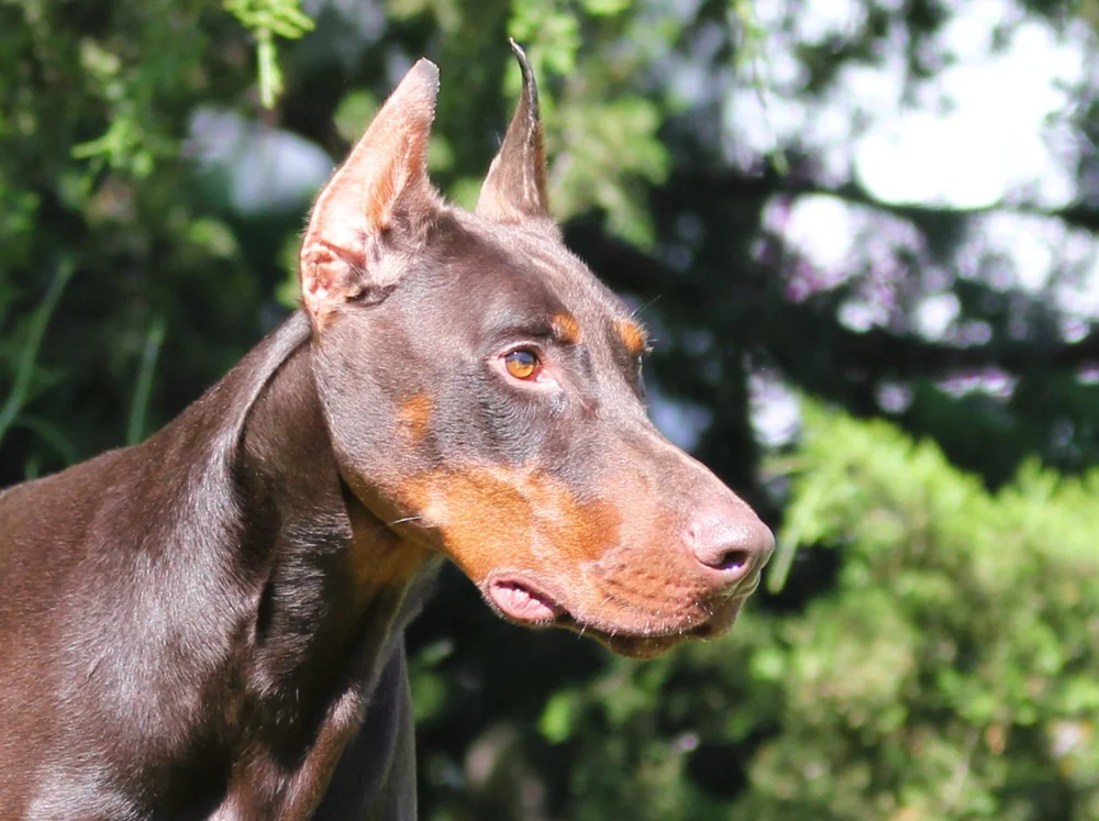 Chief - Doberman Protection Dog for Sale - SOLD - $28,900 - Video