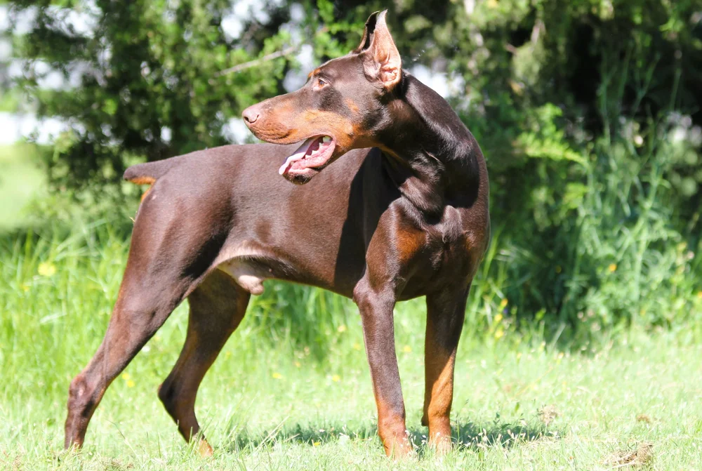 Pinscher Facts German Pinscher Dogs 101 German Pinscher Protective