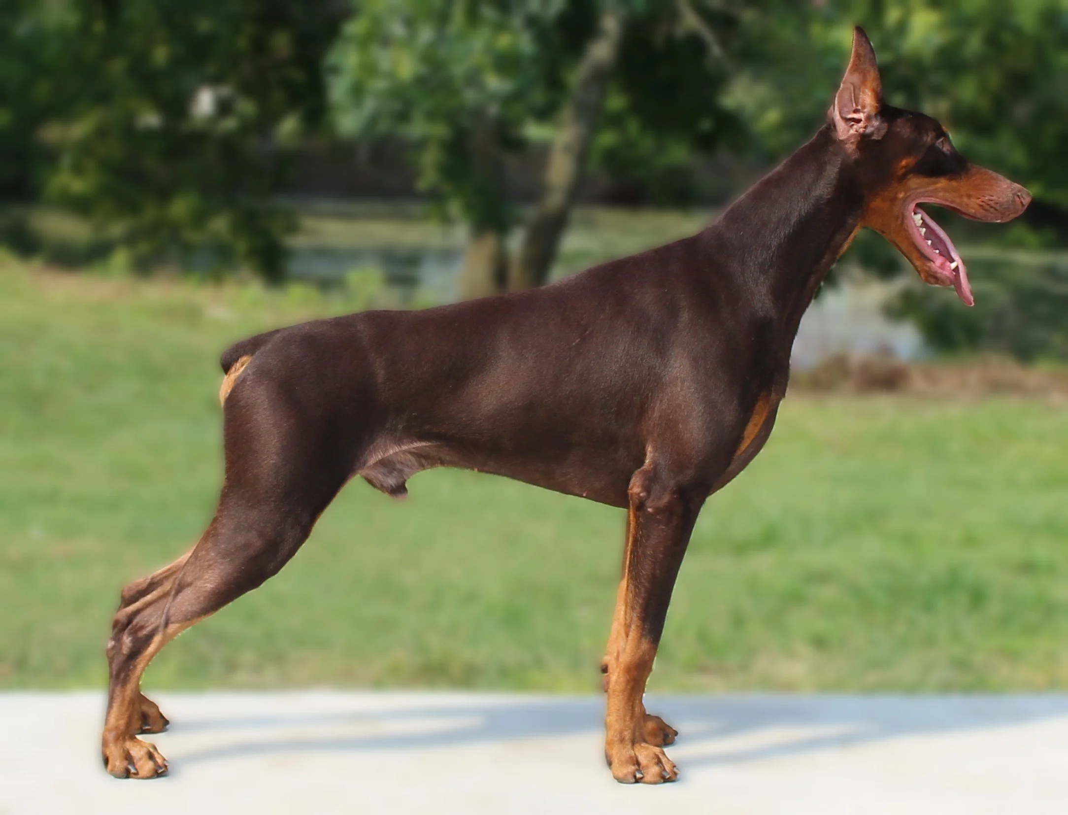 Elitehaus Top Doberman Breeder