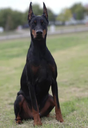 Doberman Guard Dogs Doberman Best Attack Dog Breeds Aggressive