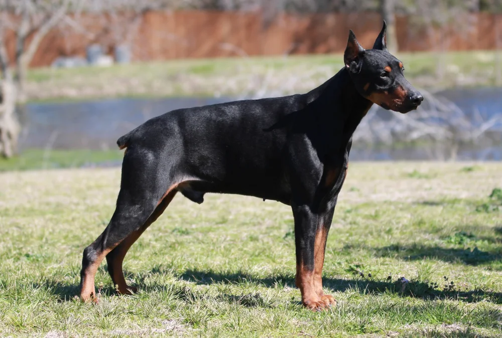 Elitehaus- Top Doberman Breeder