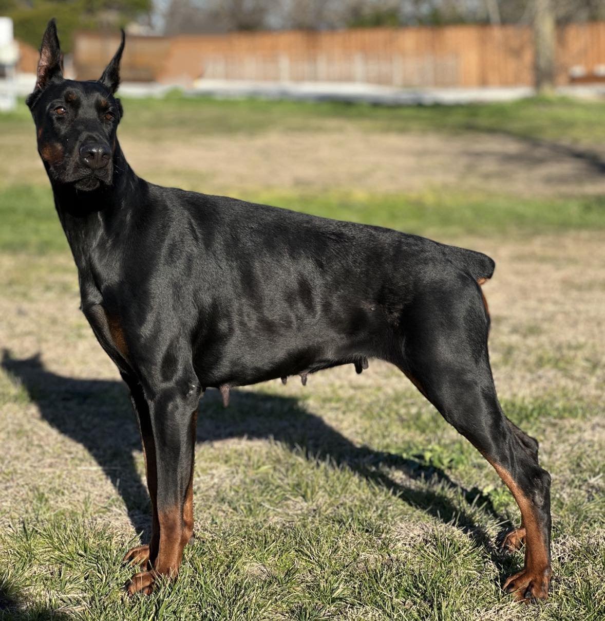 Trained Doberman