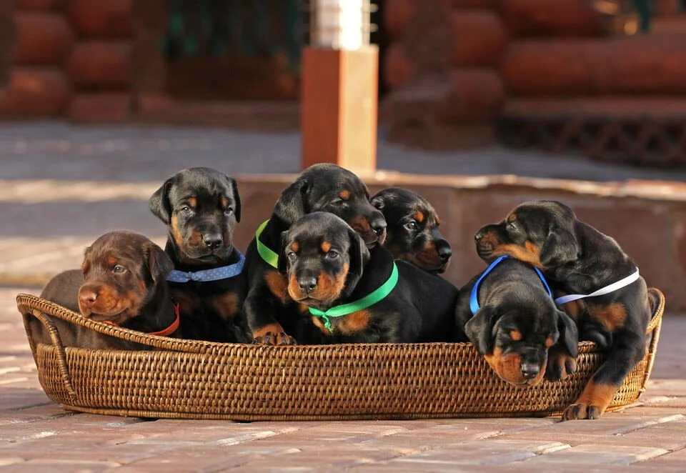 1dobepups.jpg