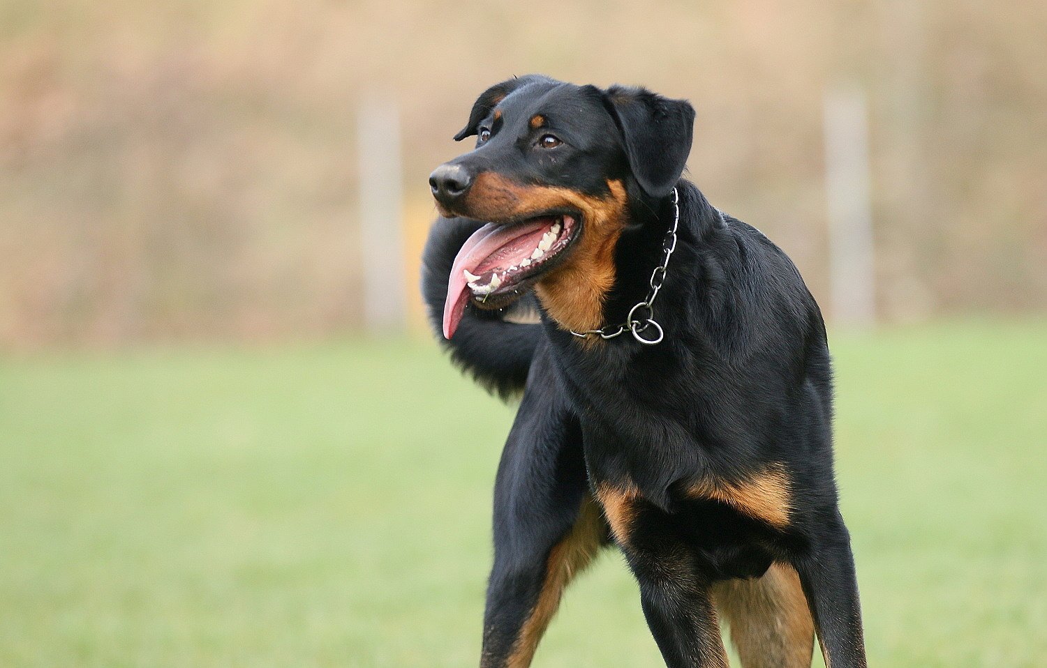 gili igp3 beauceron 5.jpg