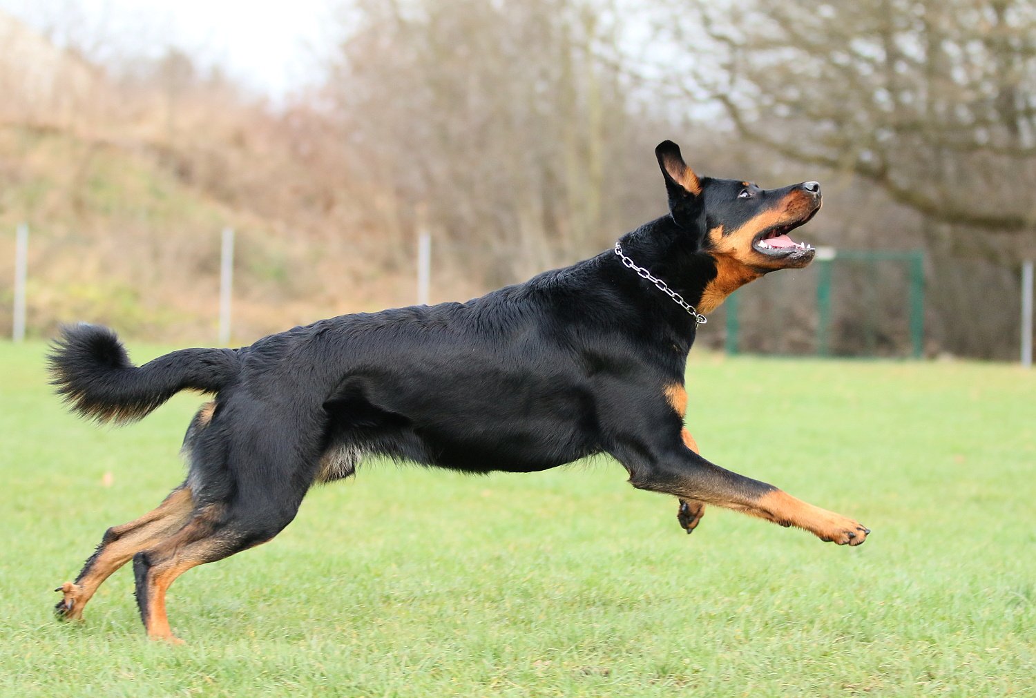gili igp3 beauceron 2.jpg