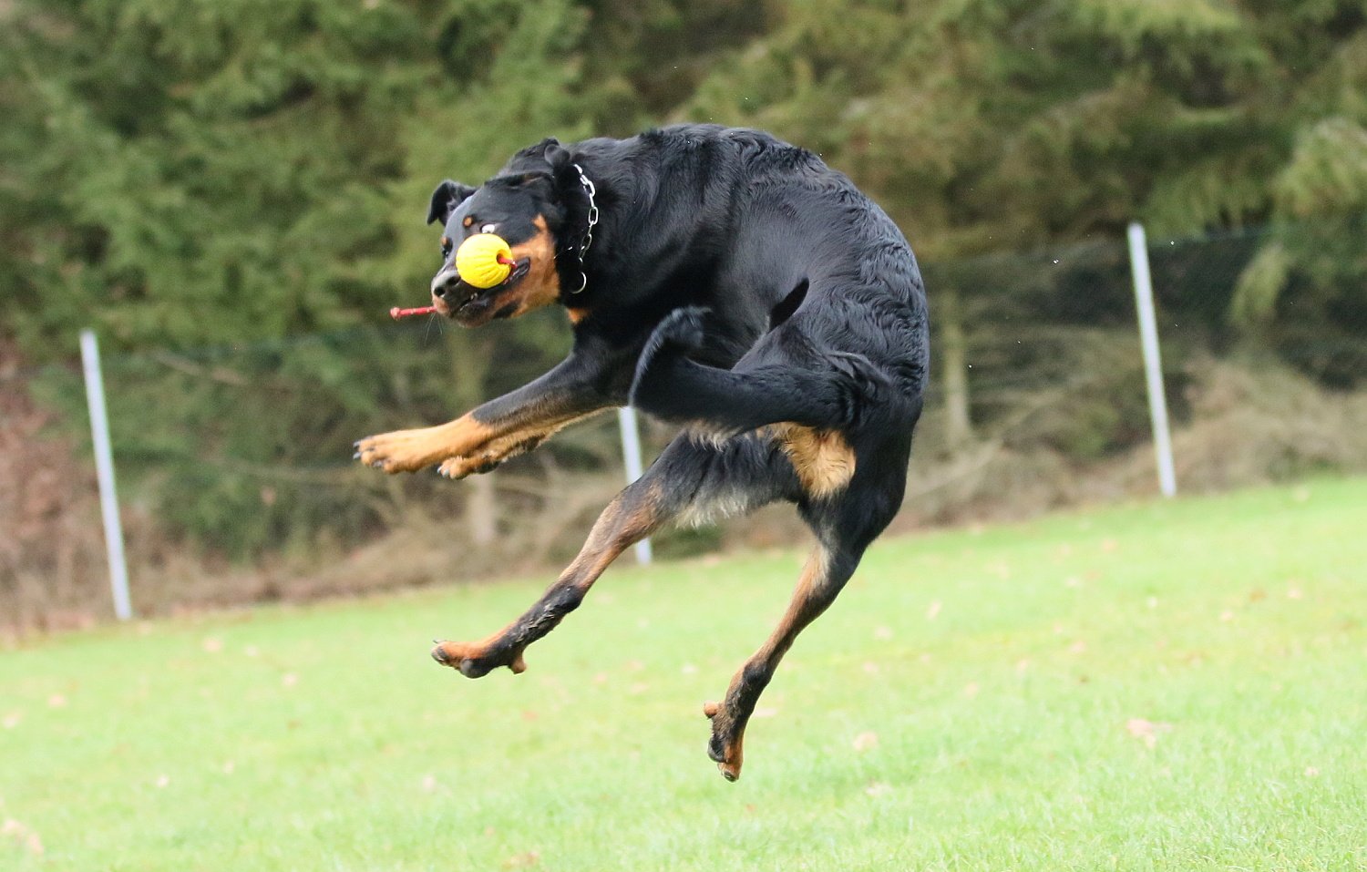 gili igp3 beauceron 6.jpg