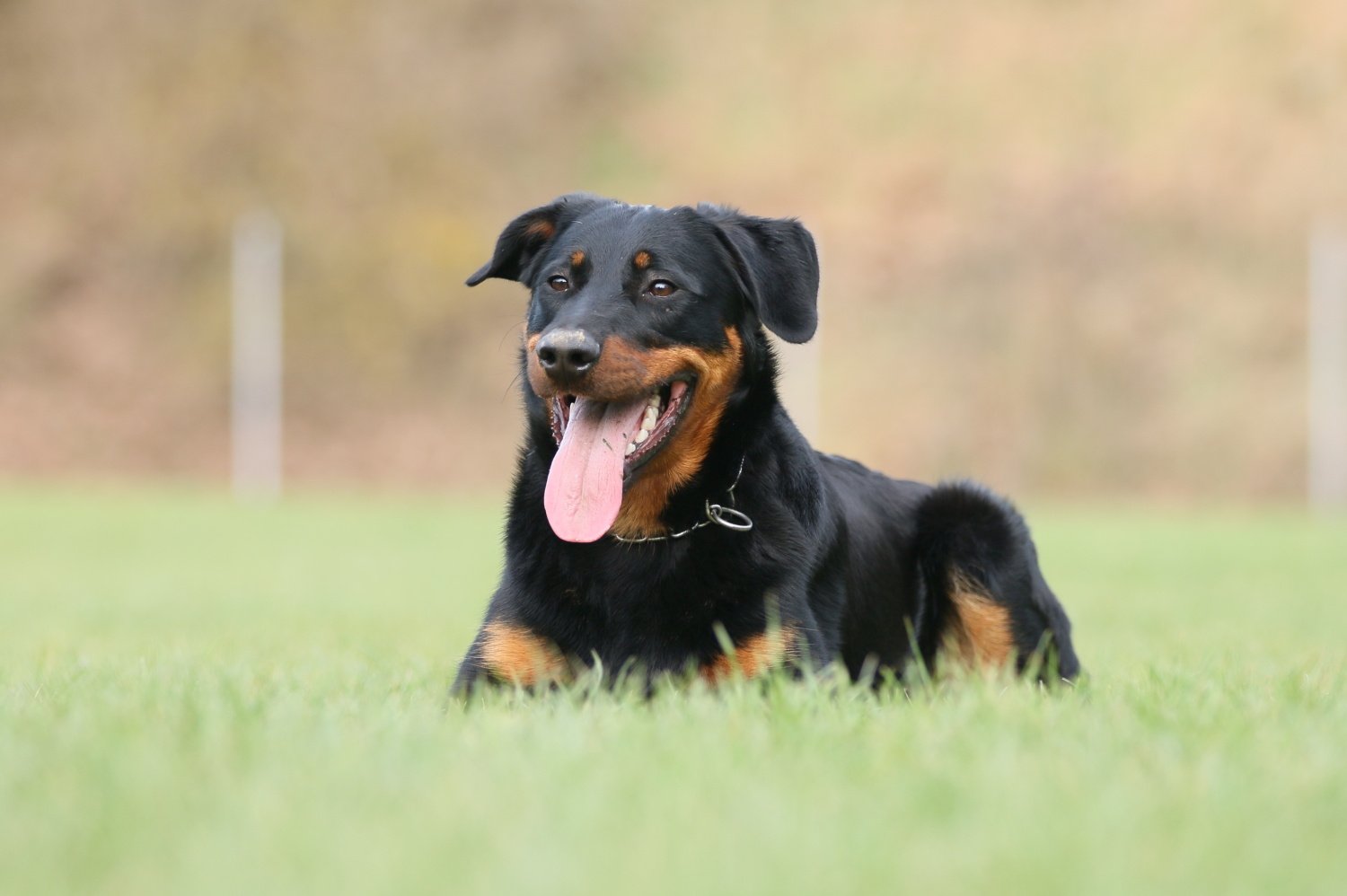 gili igp3 beauceron.jpg