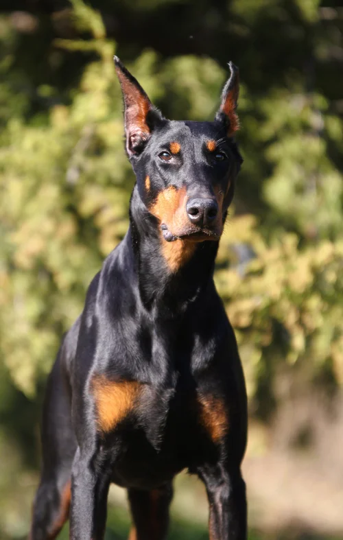 DOBERMAN INC W.H.MEGA BURNIN' INFINITY Infinity Amoris