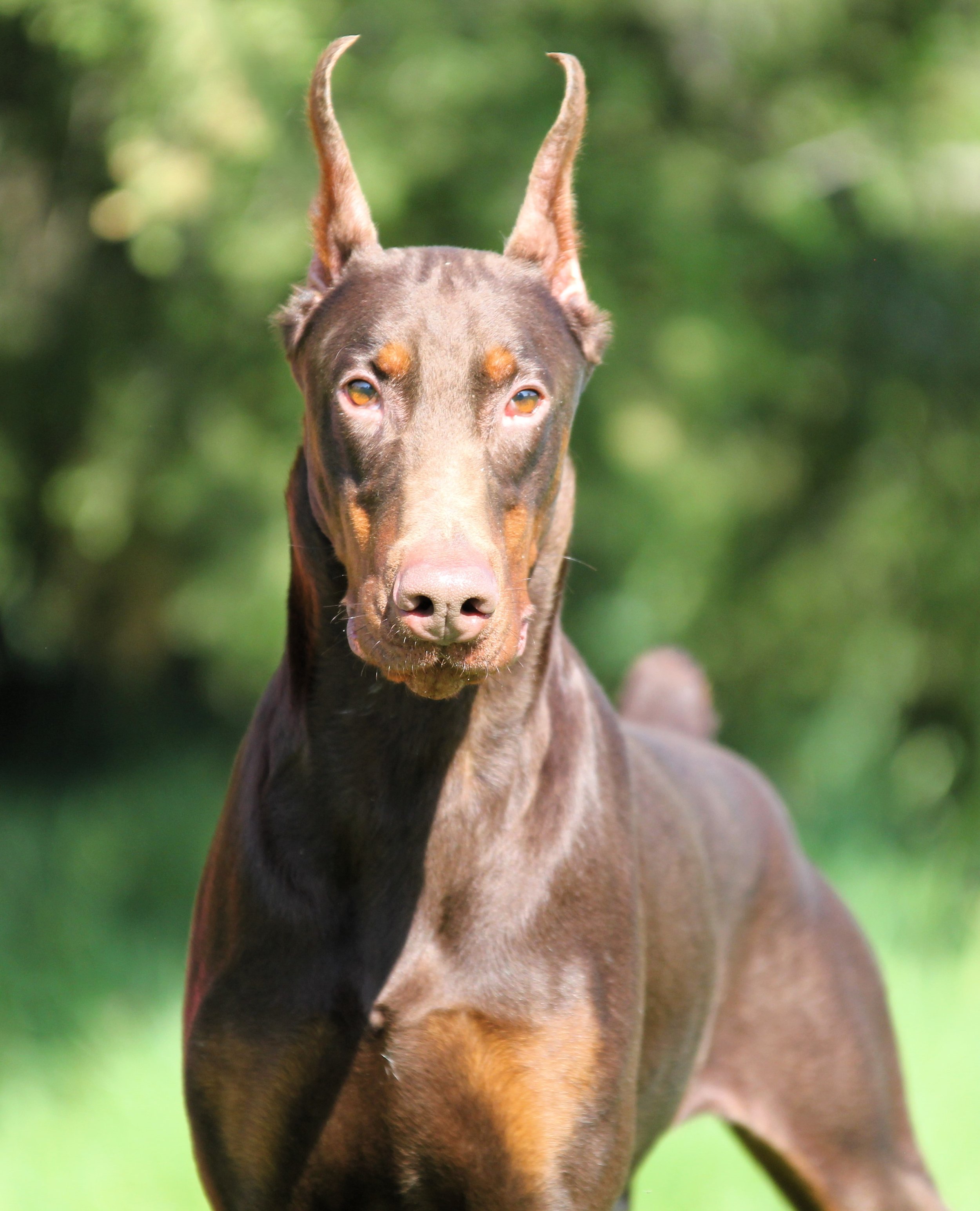 rocco17.JPG