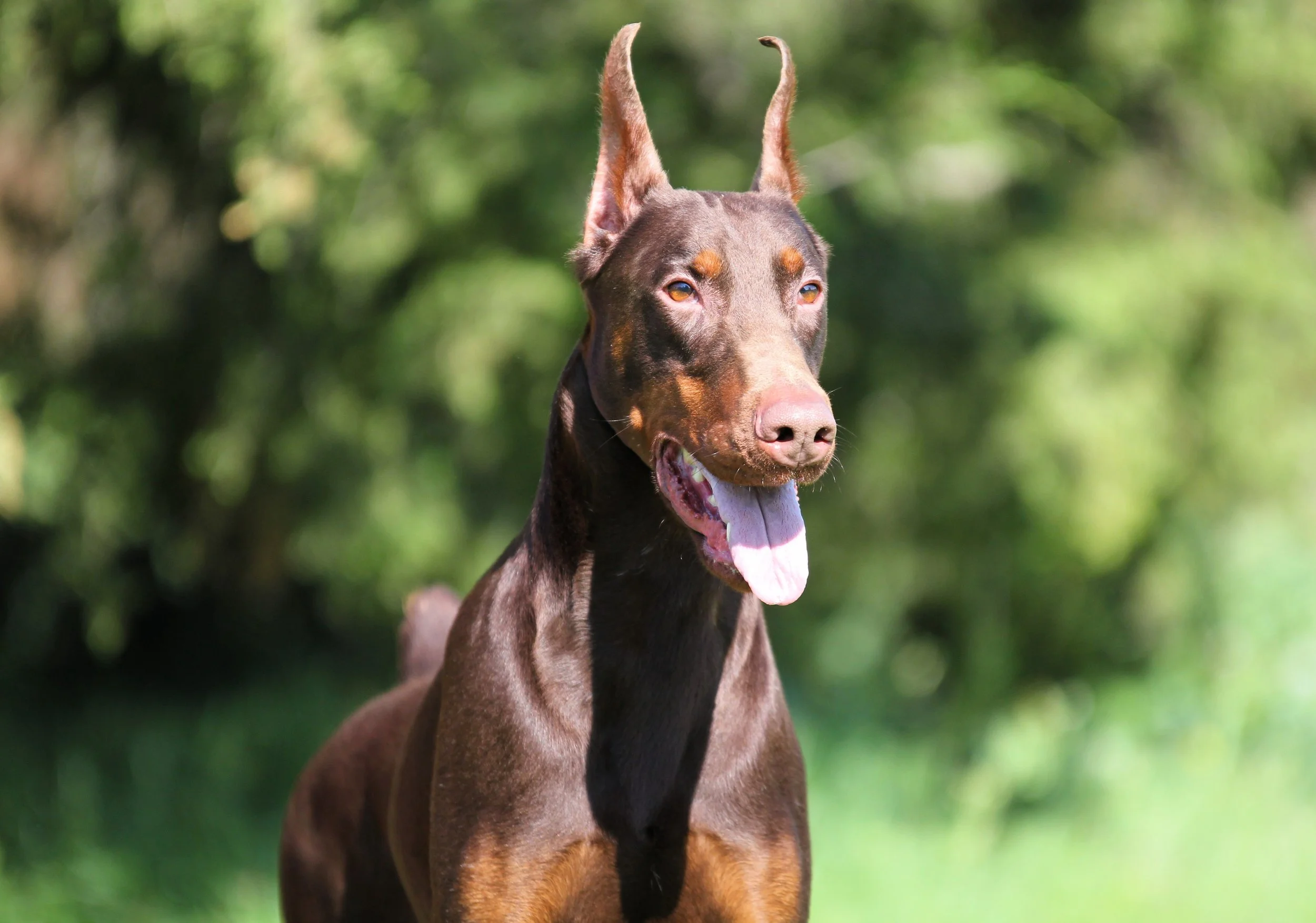 rocco13.JPG