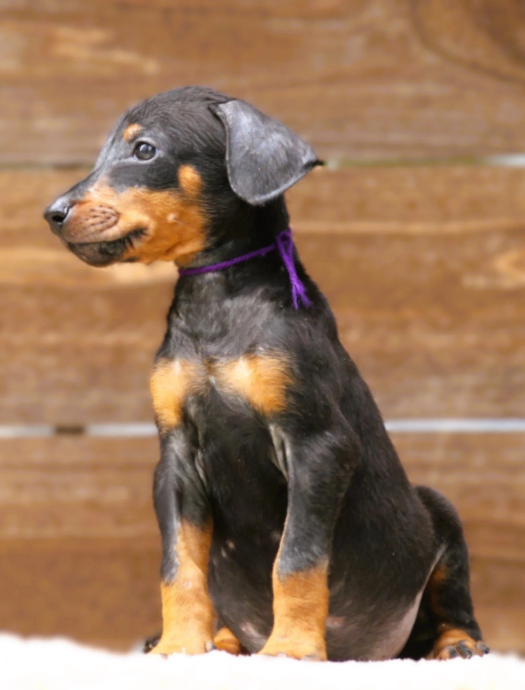 Purple Collar Female