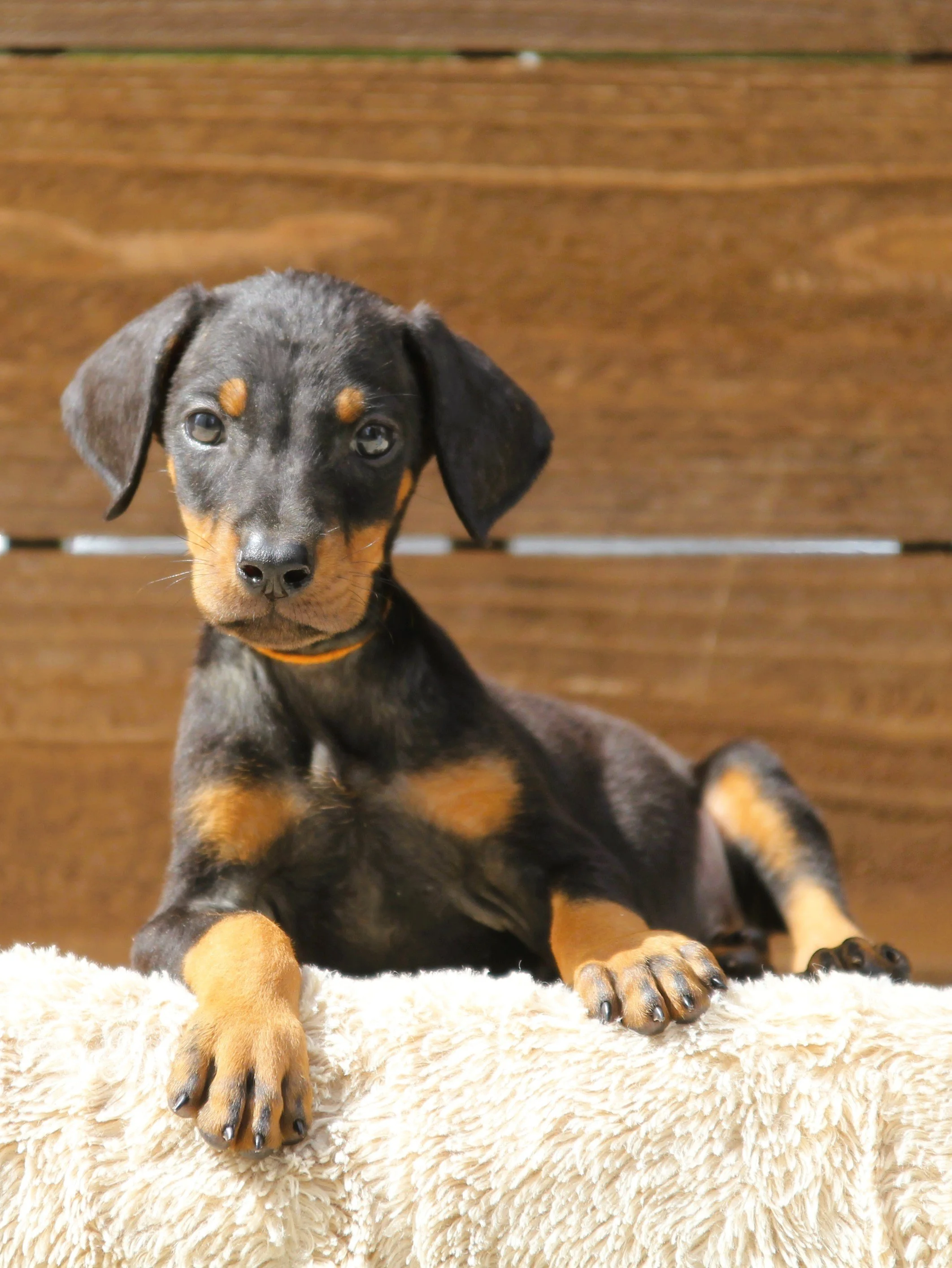 Orange Collar Male