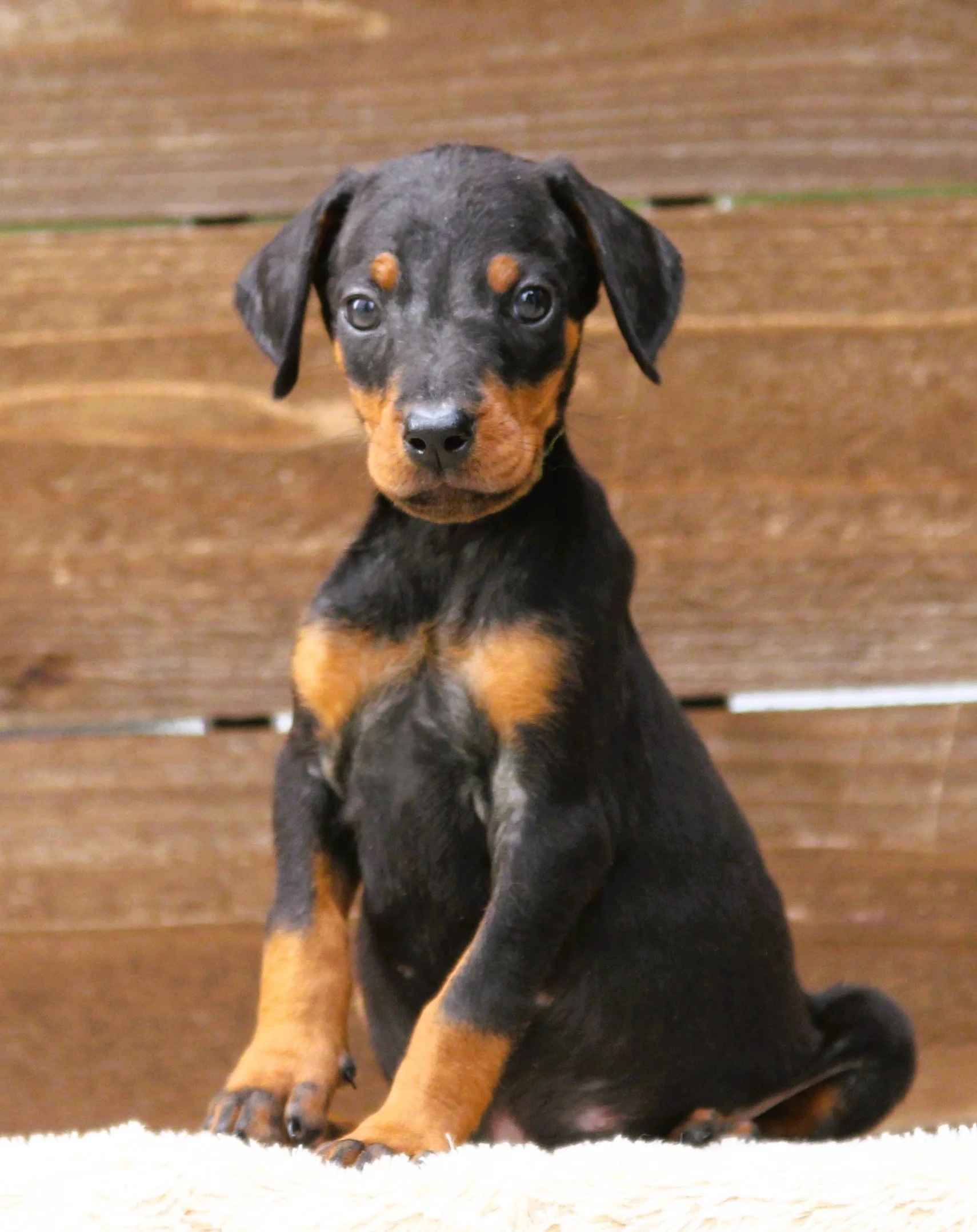 Yellow Collar Female