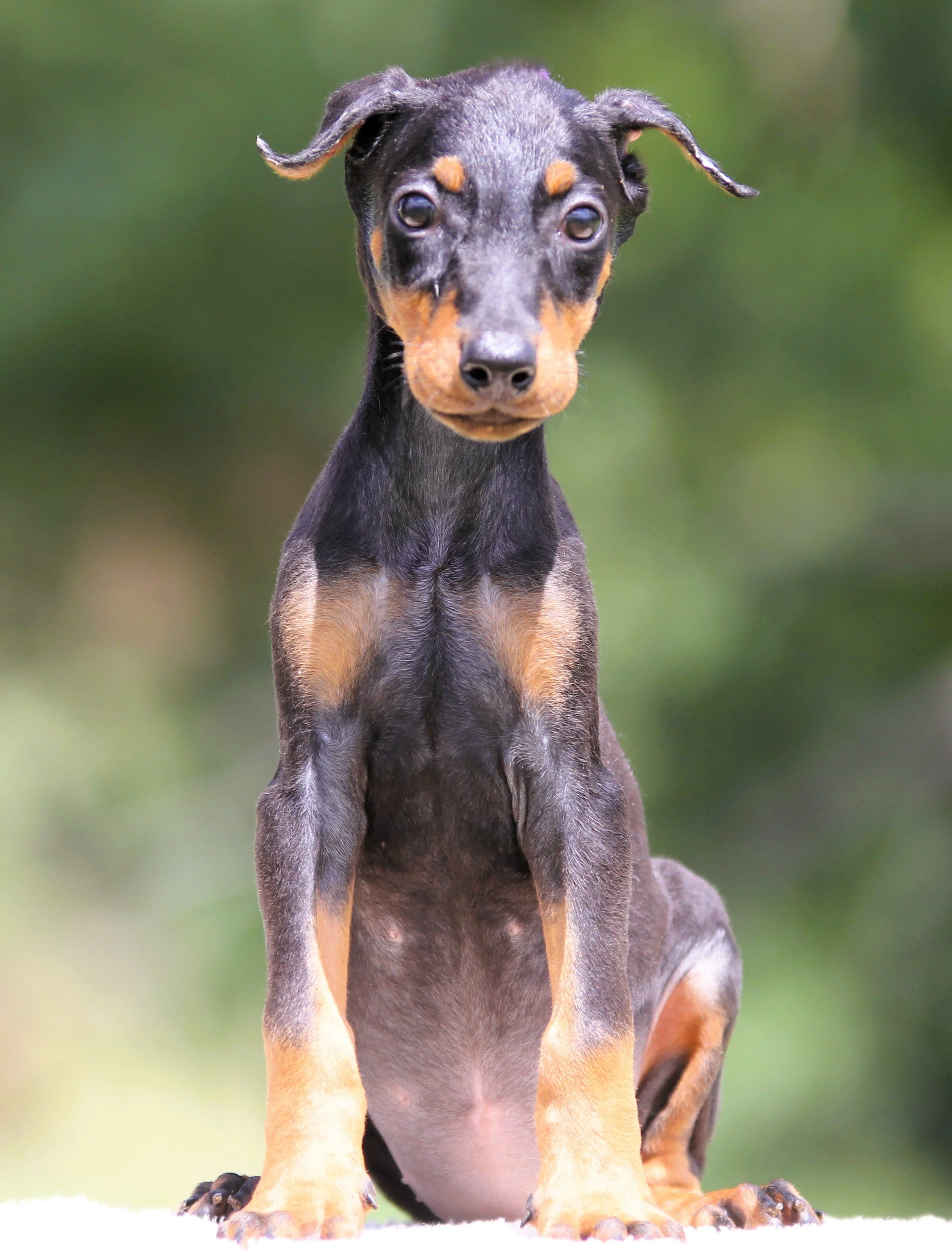 Purple Collar Female