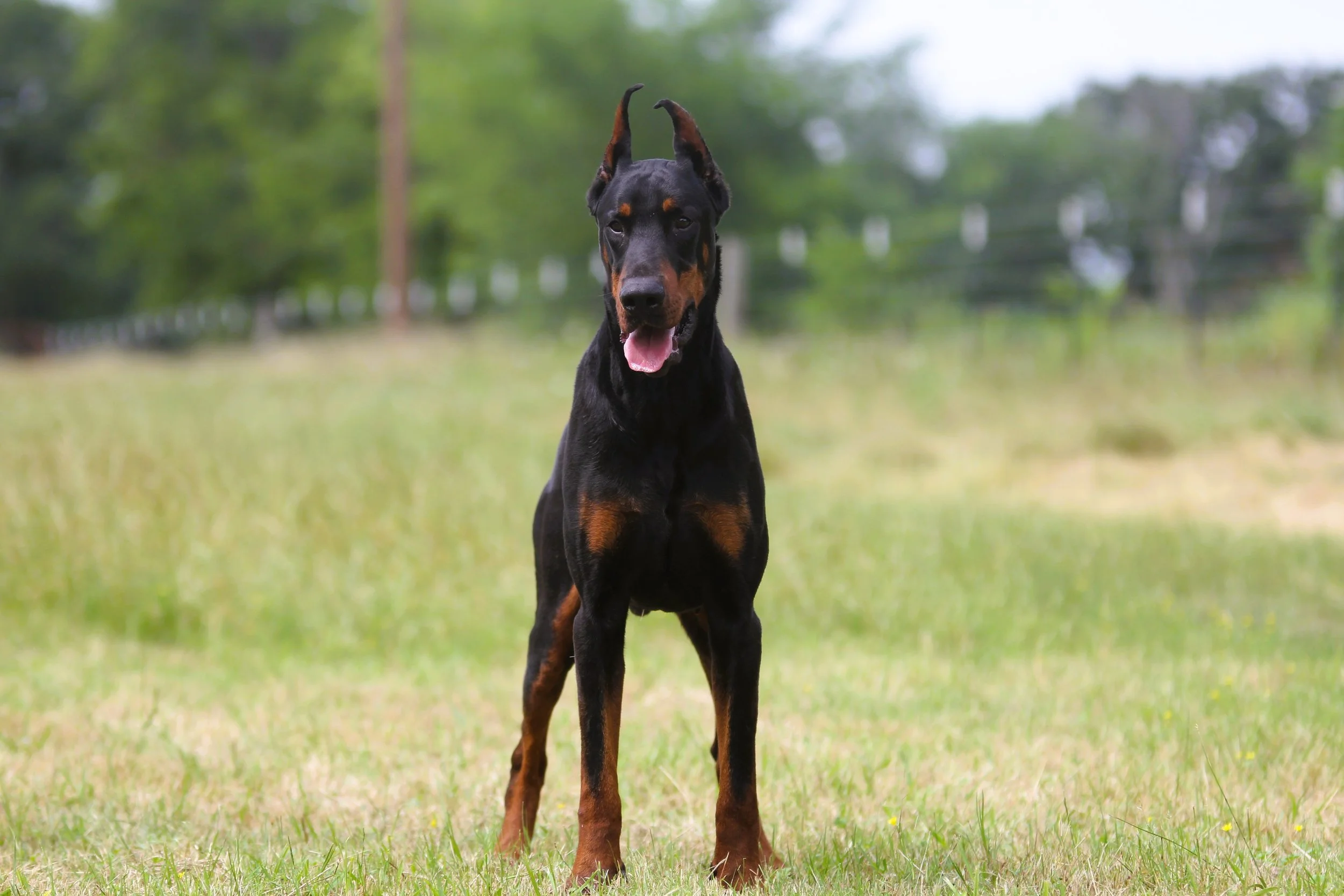 dobby14.JPG