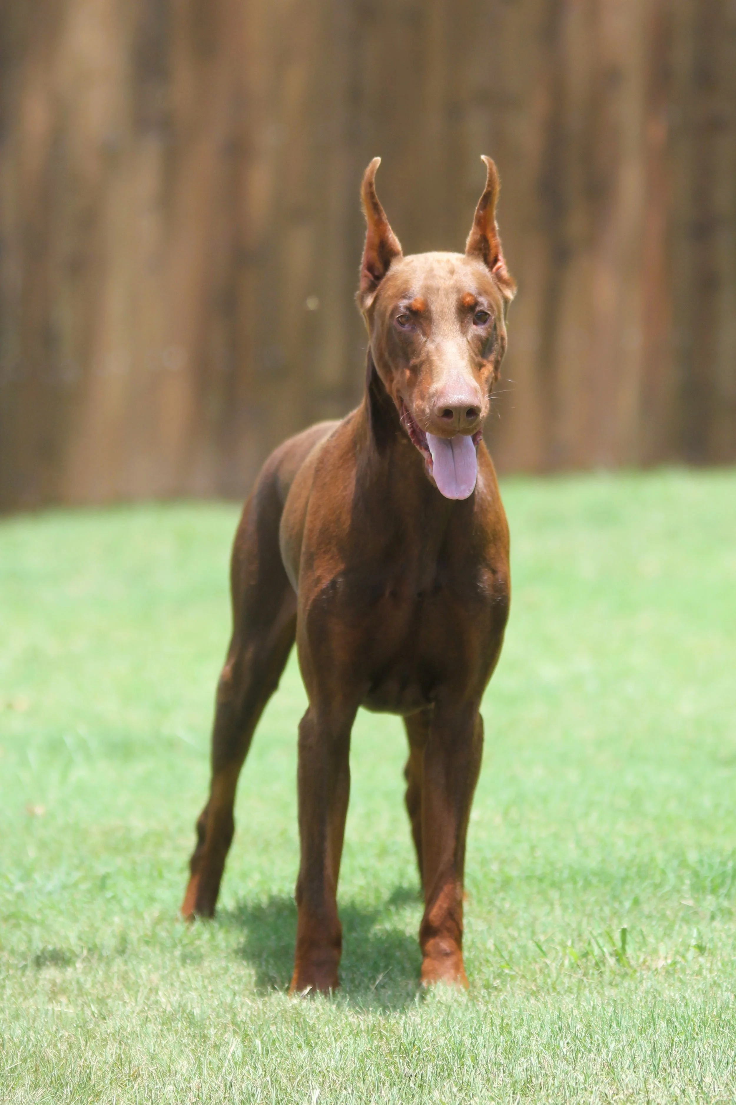rocco25.JPG