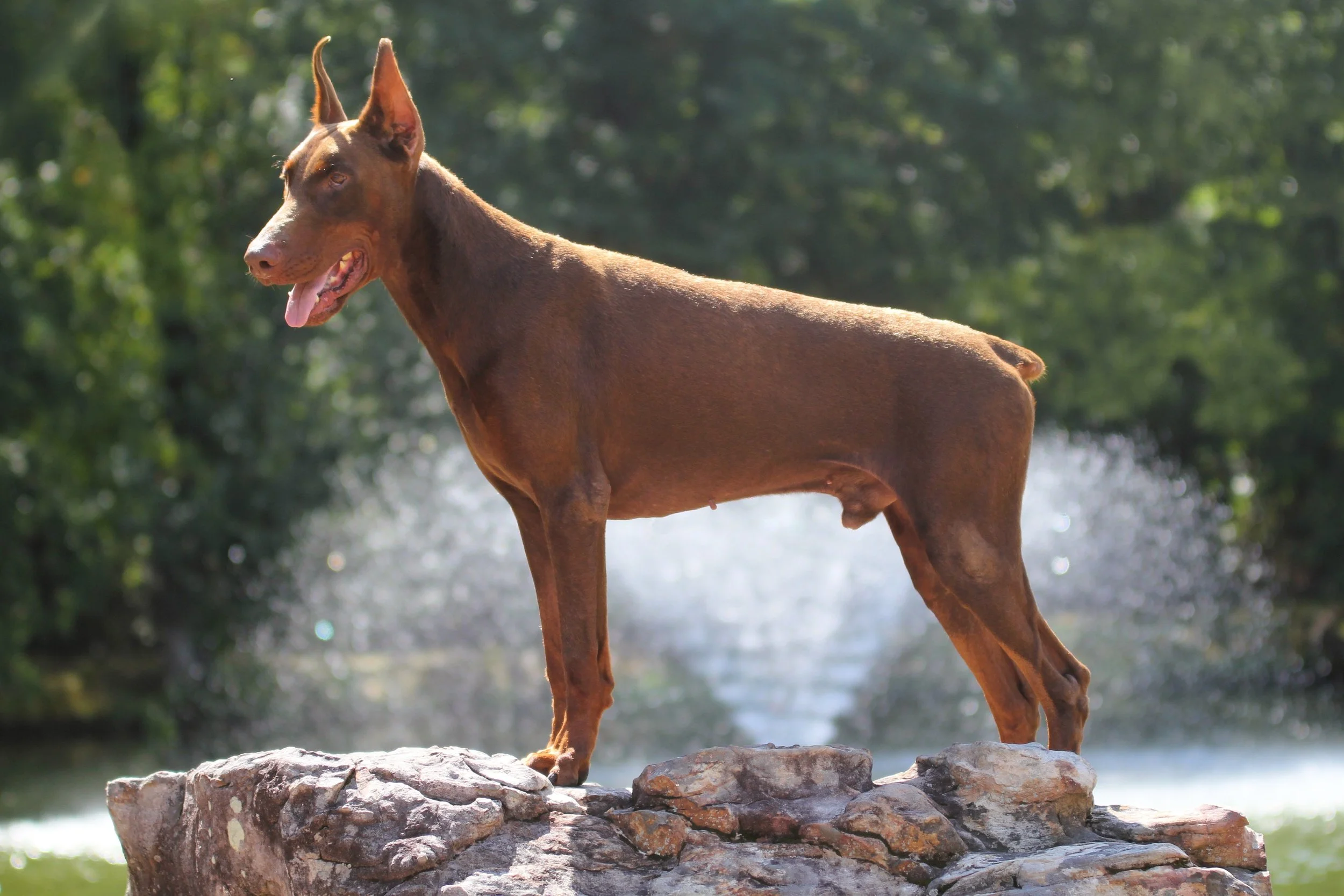 rocco28.JPG