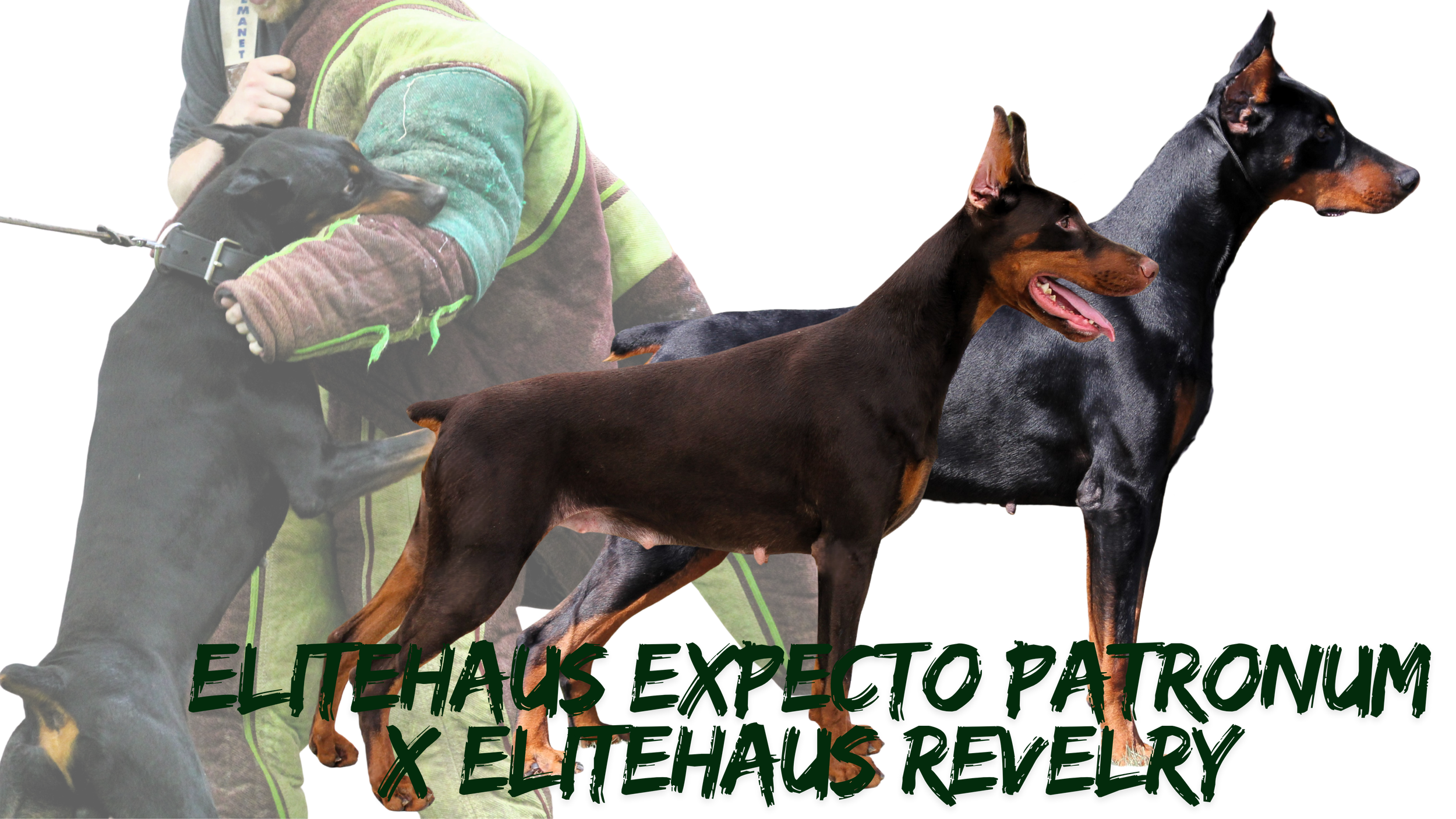 Black & Rust and Red & Rust Doberman Puppies Expected Early May 2026