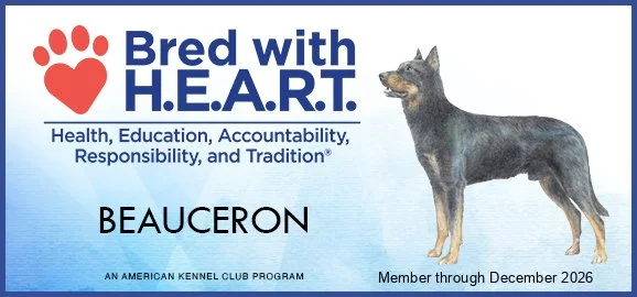 Beauceron AKC Bred with Heart
