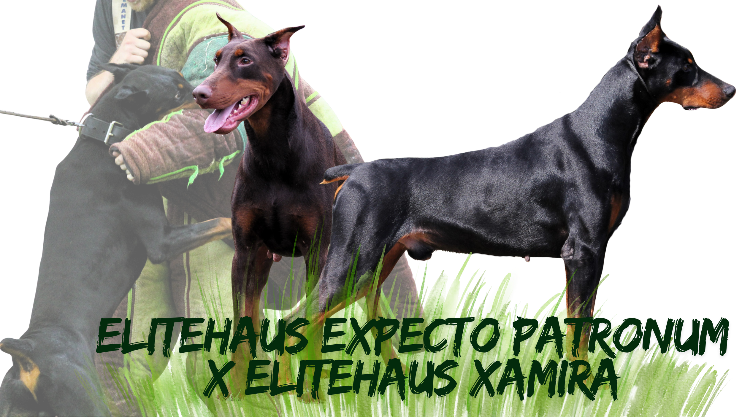 patronxamira (2).png