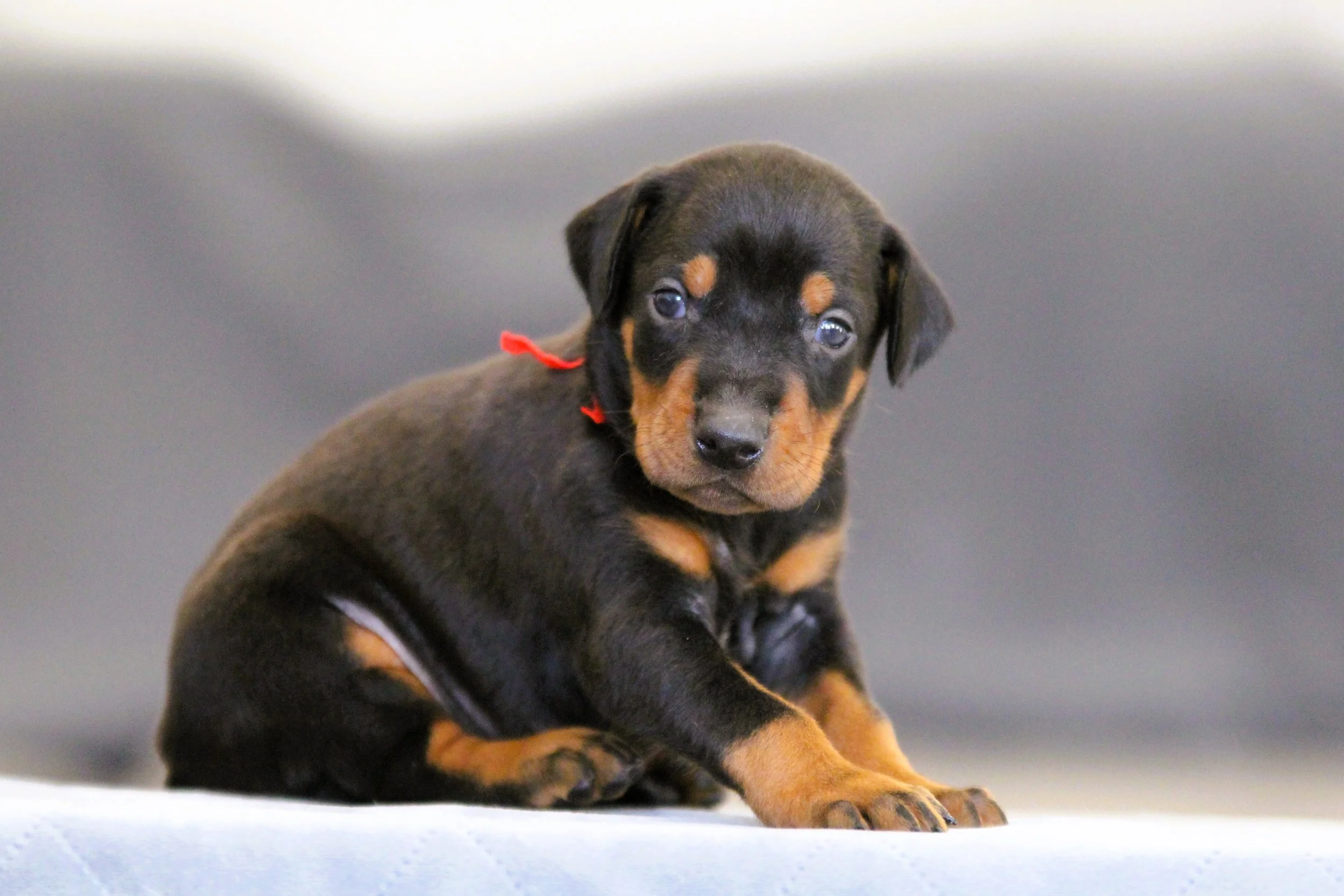 Doberman Puppies for Sale from Veyron and Reaper - Focusing on Longevity and Correct Doberman Temperament