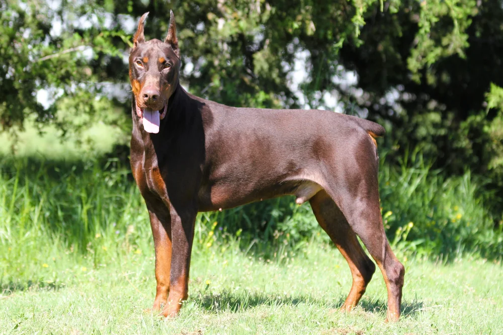 Doberman Dog Brown Red Nose Doberman Pinscher Blue Nose Pitbull