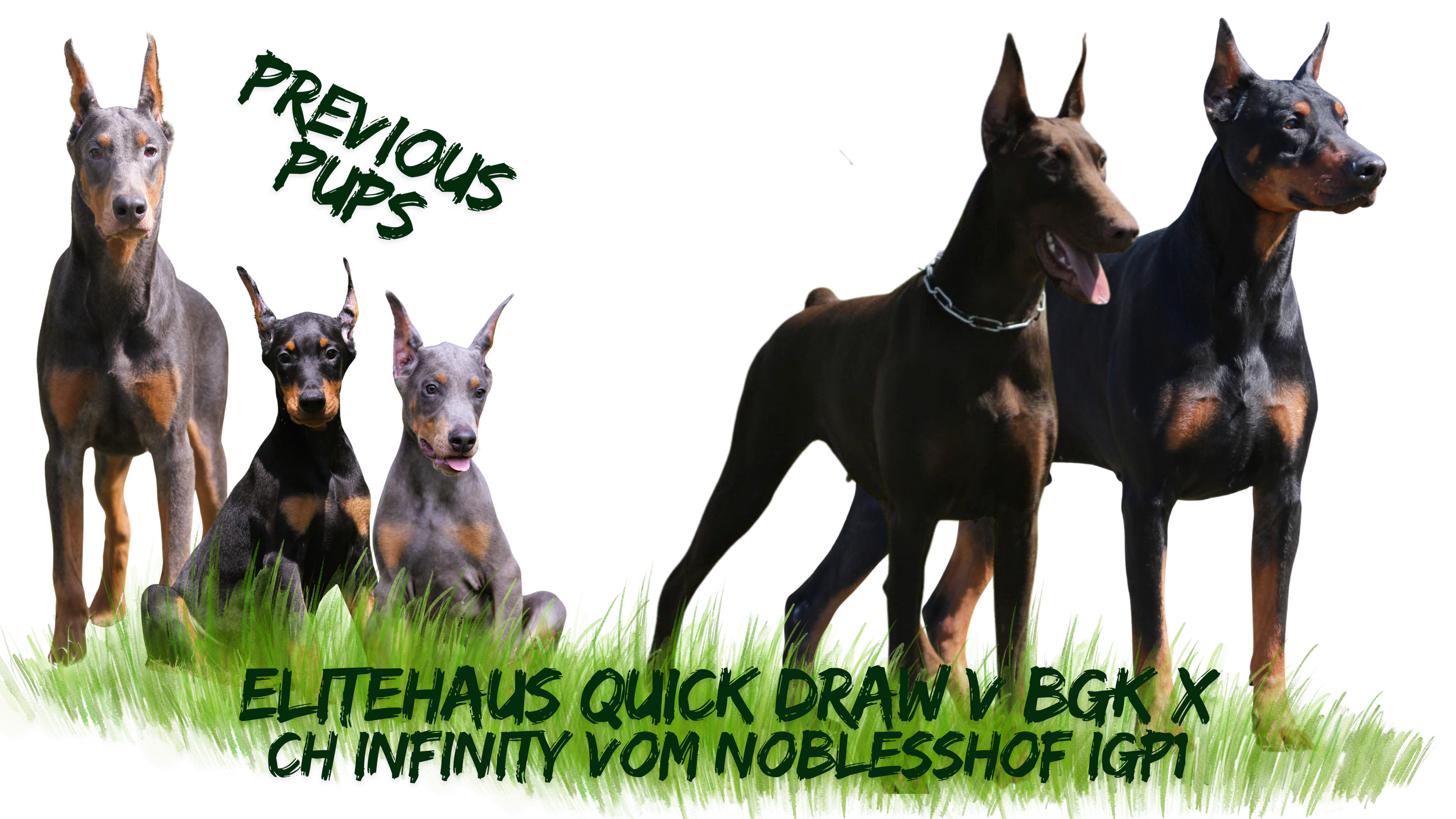 Black & Rust and Blue & Rust Doberman Puppies Expected Late May 2026