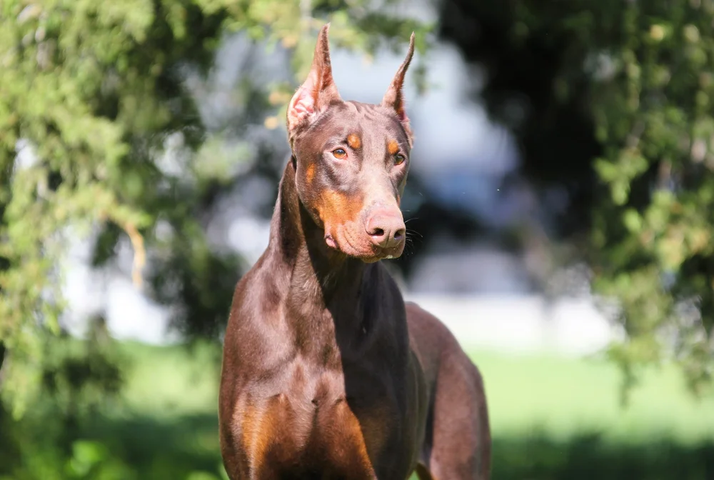Muscular Doberman Guard Dog Doberman Pinscher Dog Breed Health And