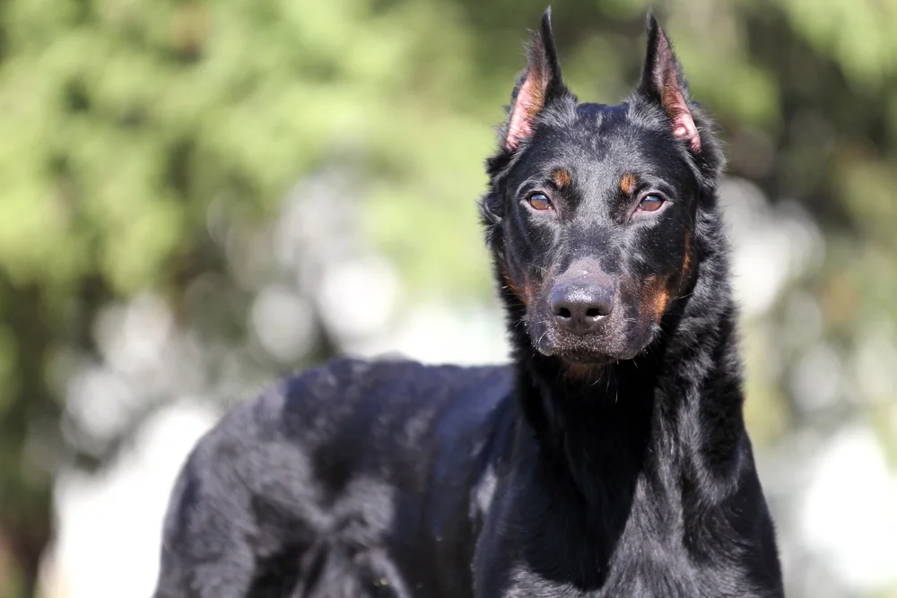 Best Guard Trained Doberman Guard Dogs For Sale Tombstone