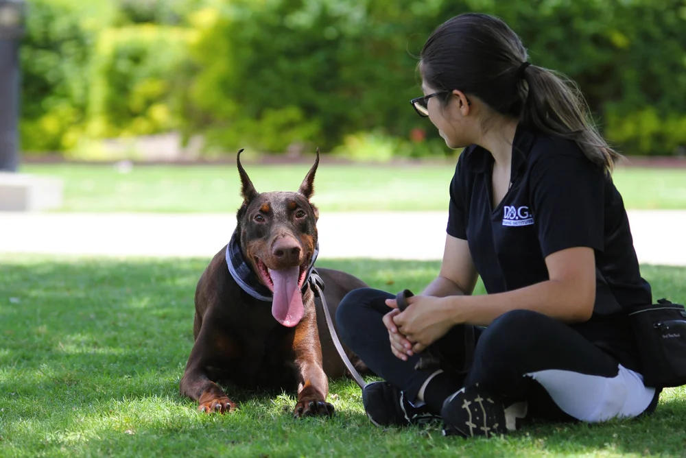 Huge Doberman Big Doberman Next To Human A Big Black Doberman Dog - Technical View