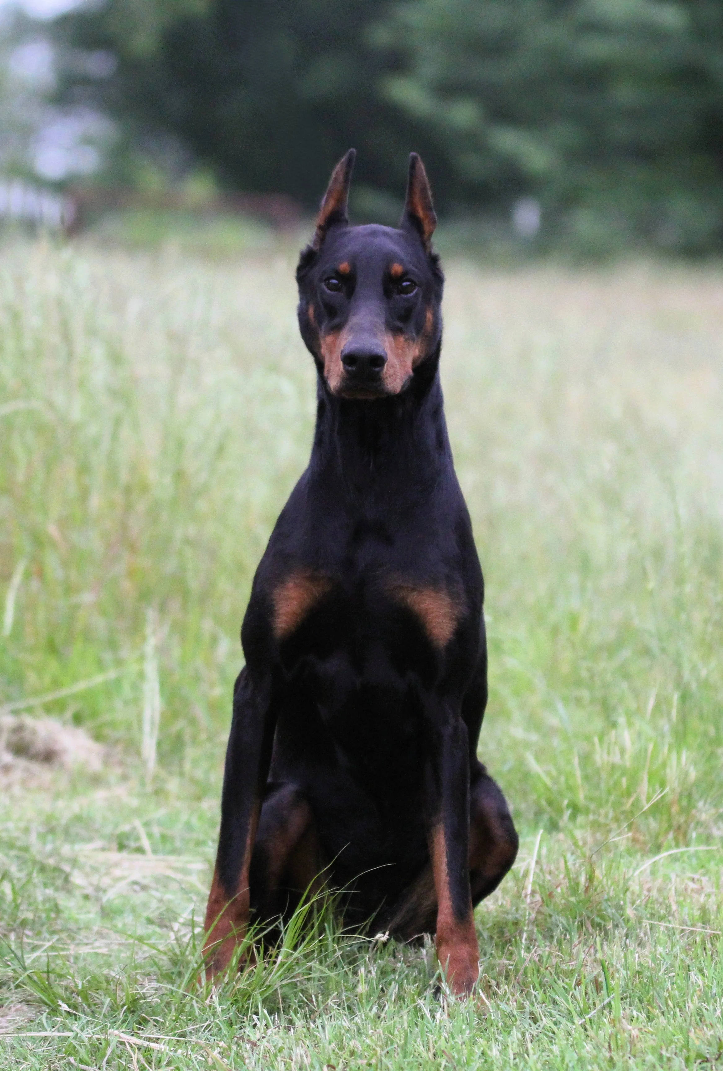 daenora10.JPG