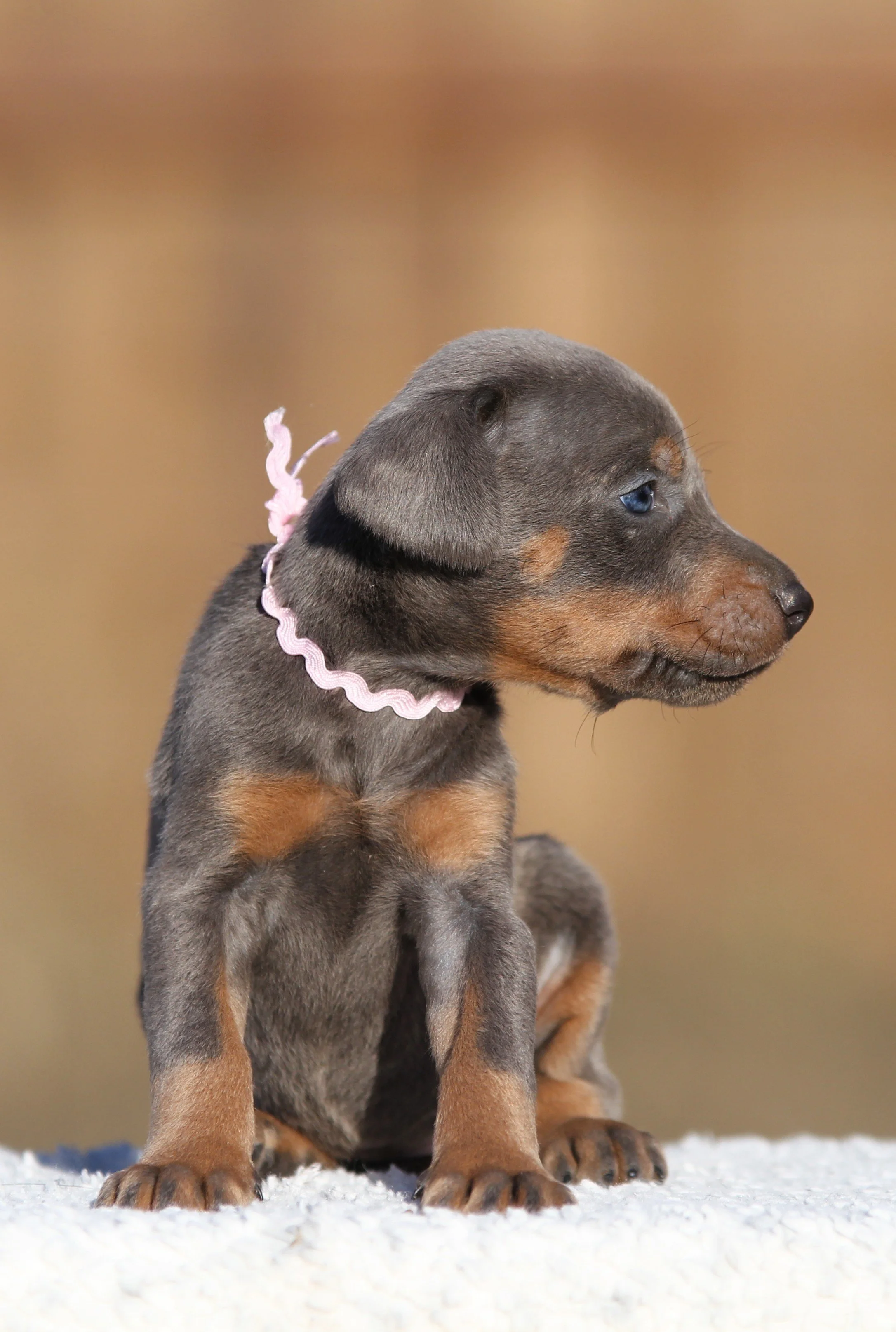 pinkcollarF3.jpg