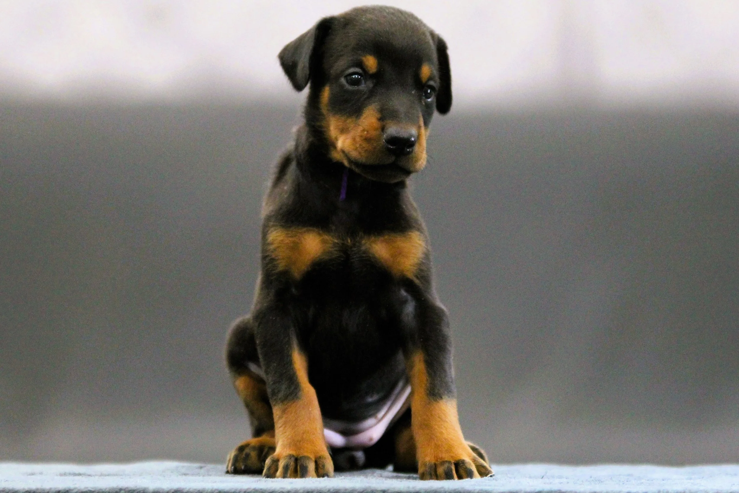 Elitehaus Qybra - Female Doberman Puppy for Sale - $5000
