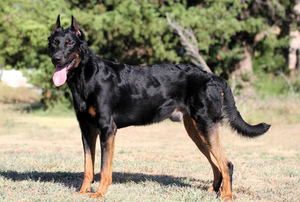 Black Magic Beauceron For Sale Near Me Loved By A Beauceron Dog