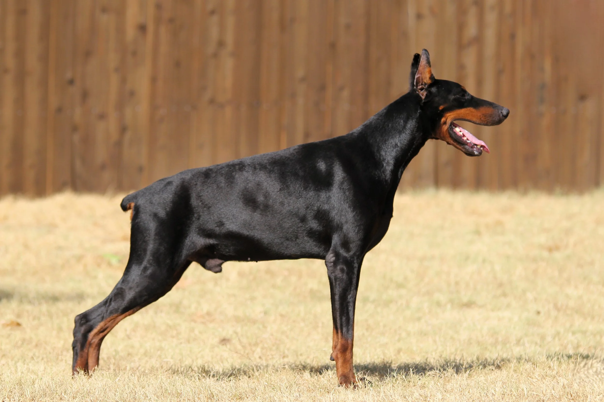 Galileo IGP3 - Protection Trained Male Doberman for Sale - $32,800
