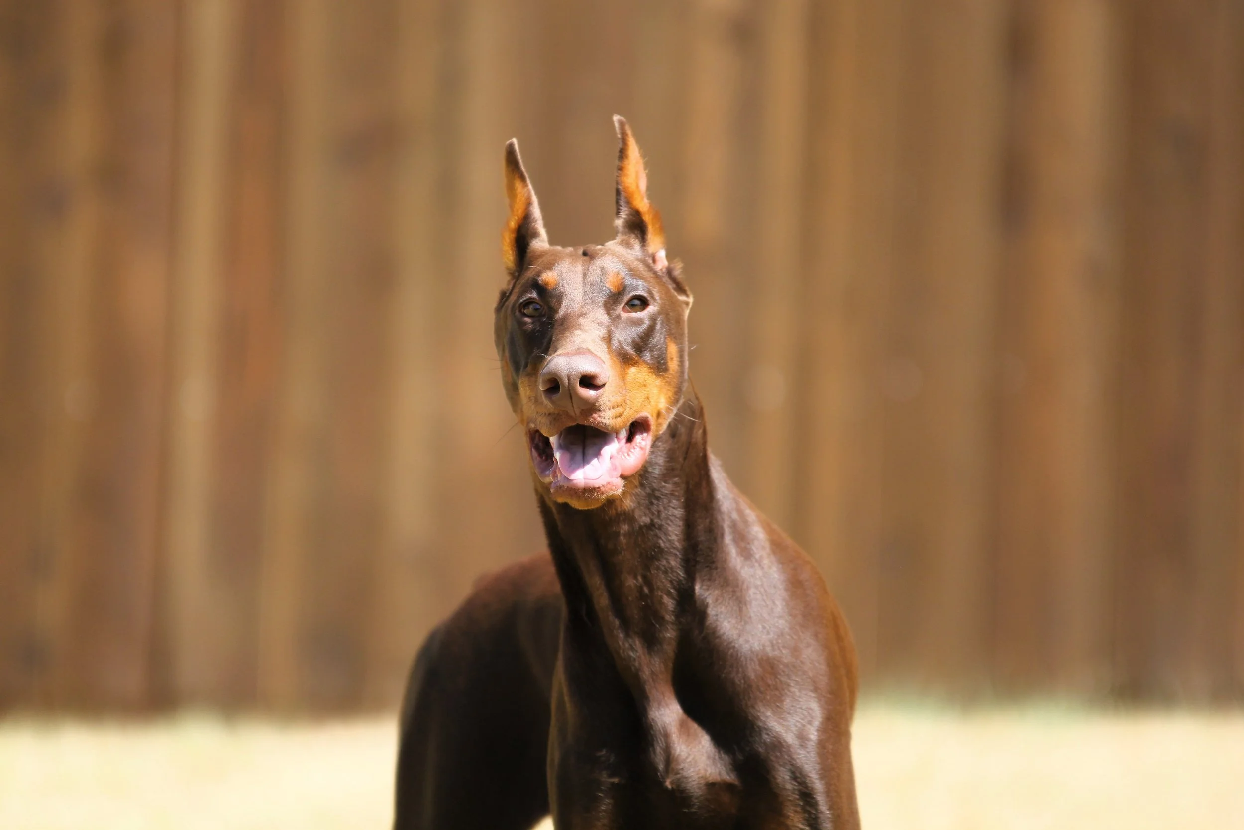 Elitehaus Sunfyre - Handsome Red & Rust Male Protection Trained ...