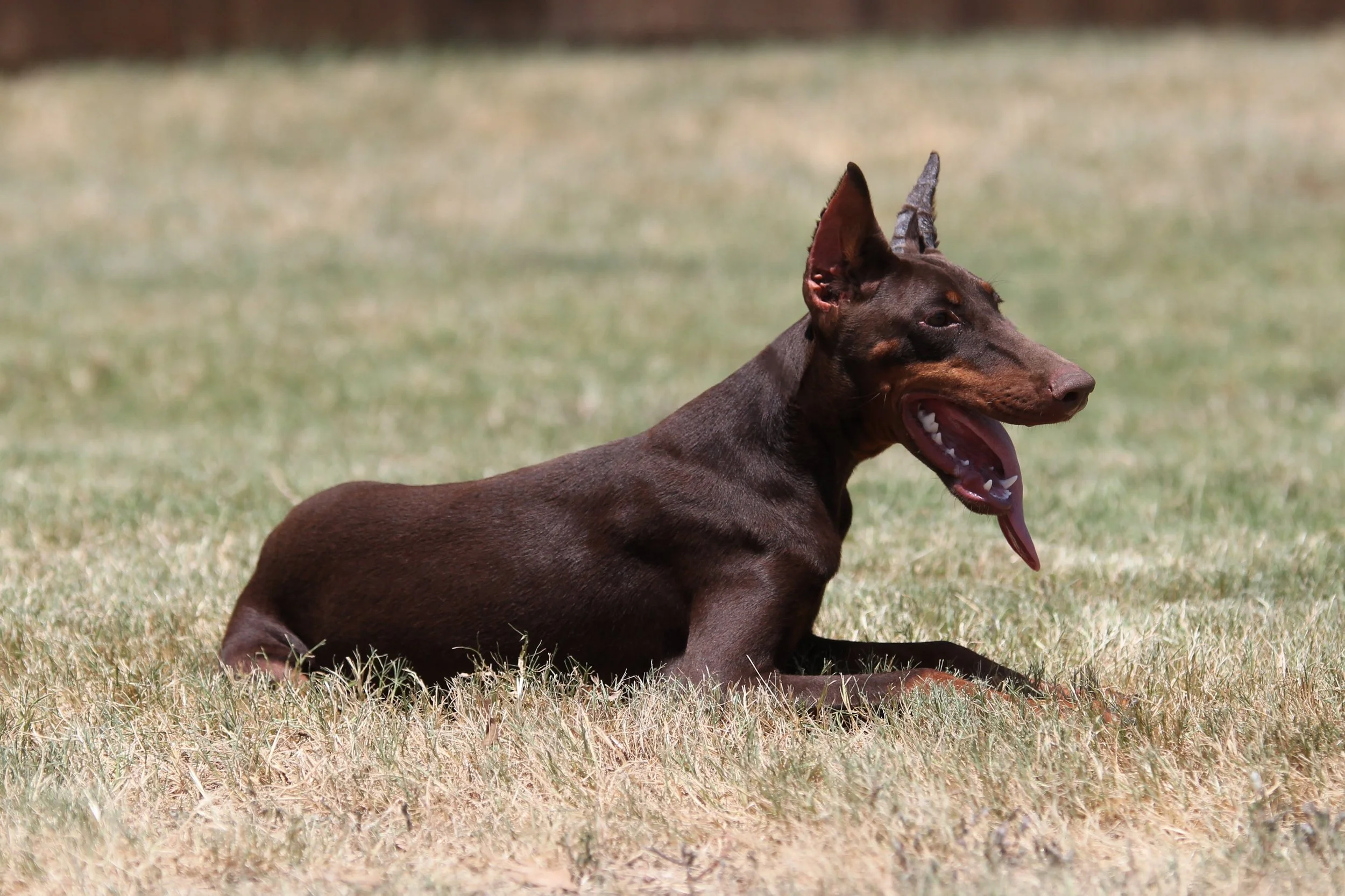 kaida9.JPG