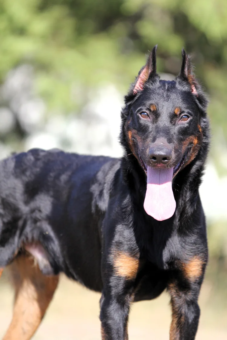 Tombstone Deterrent Beauceron for Sale -$2500 — Elitehaus
