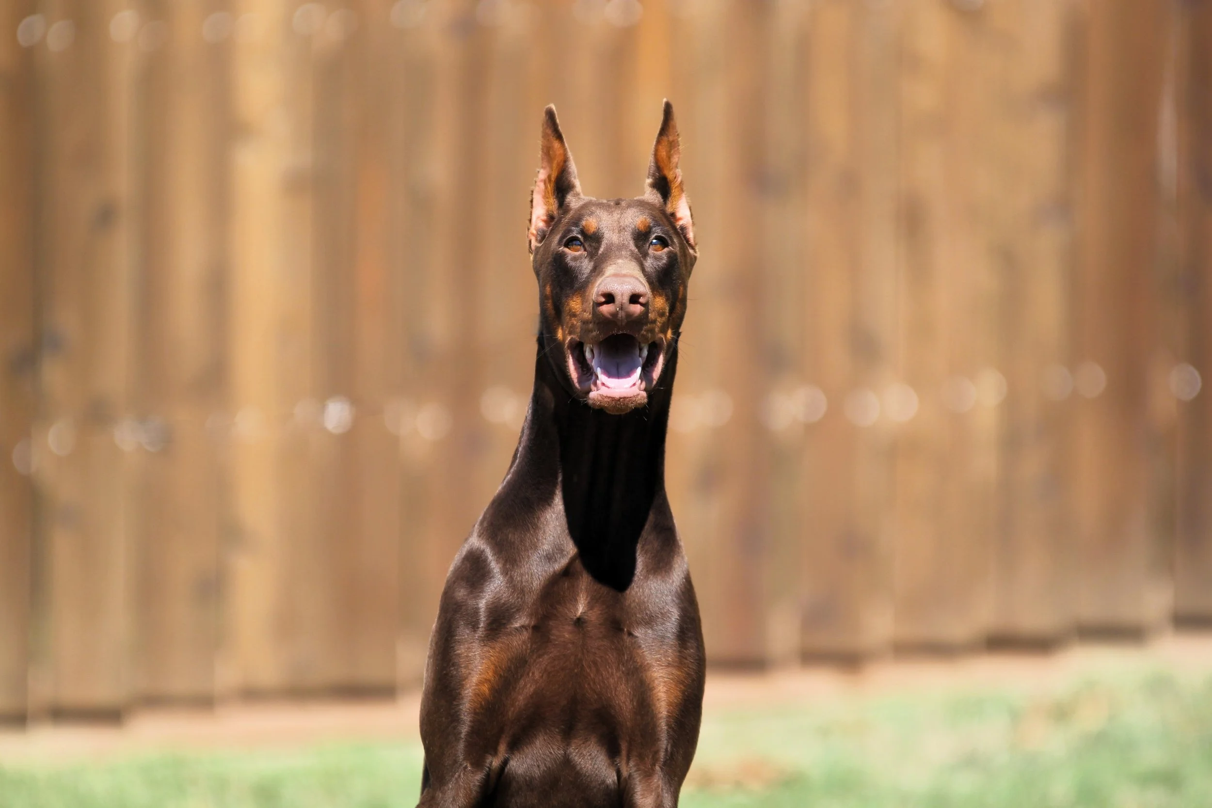 Elitehaus Sunfyre - Handsome Red & Rust Male Protection Trained Doberman - $53,250