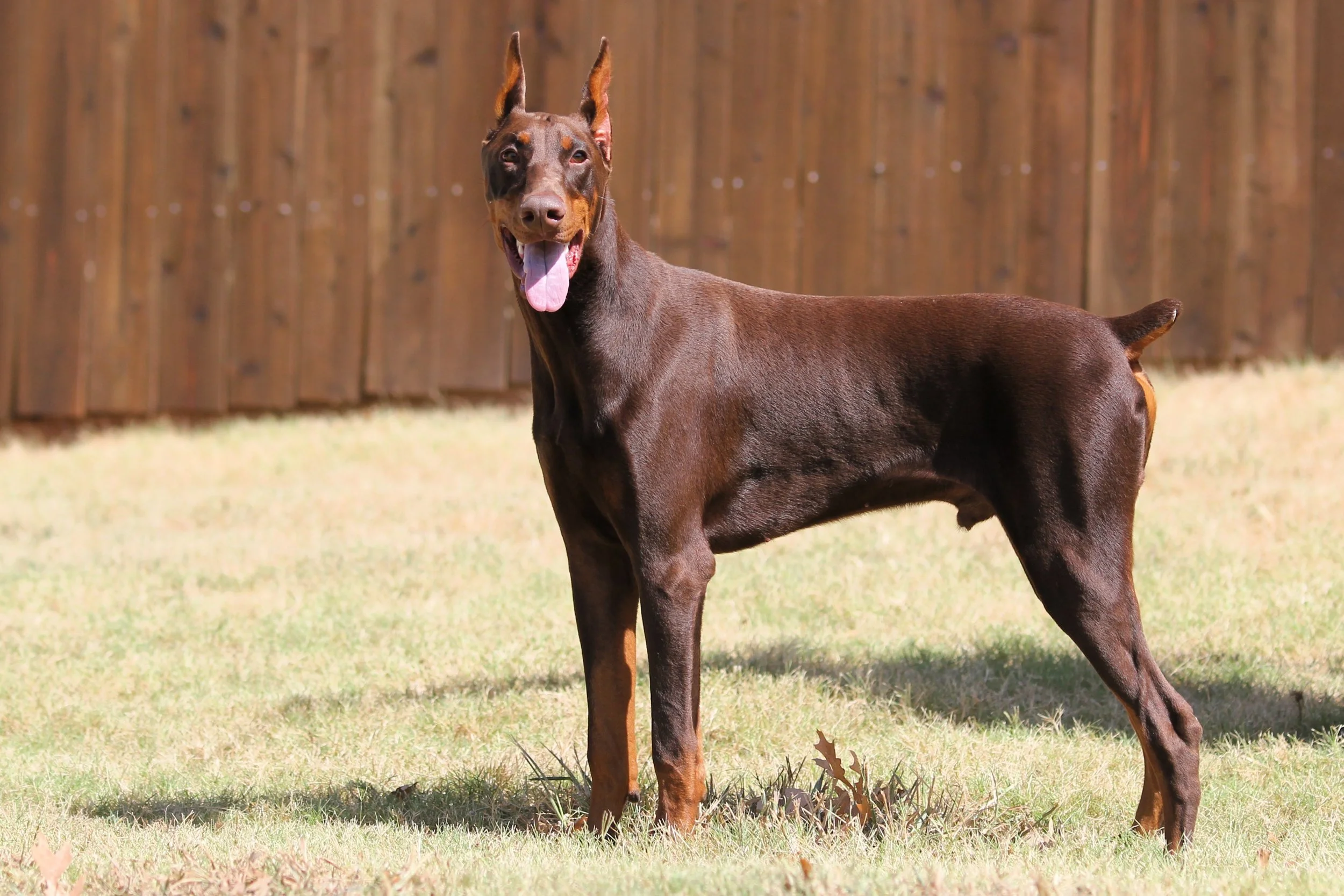 Elitehaus Sunfyre - Handsome Red & Rust Male Protection Trained ...