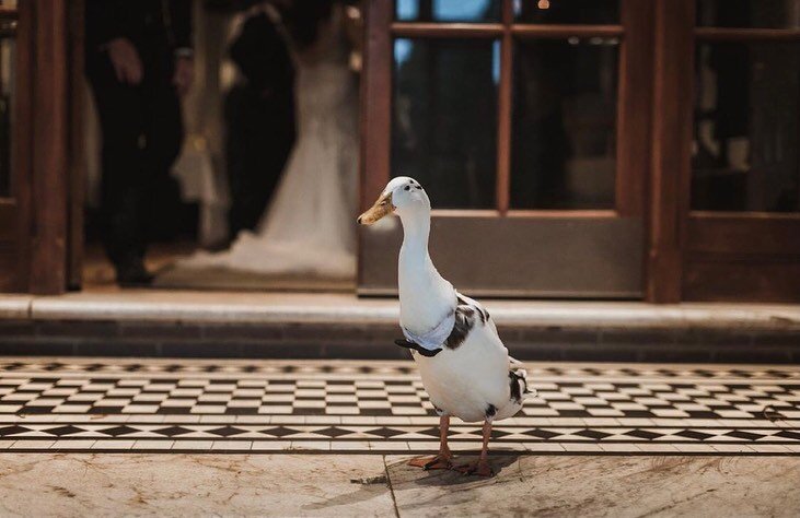 Our resident duck Uno getting excited to welcome the Southern Highlands community for our Locals Only Casserole Night on Thursday. Secure your table via link in bio #TheRobertsonHotel #LovelocalRobertson

Photography @fionaandbobby