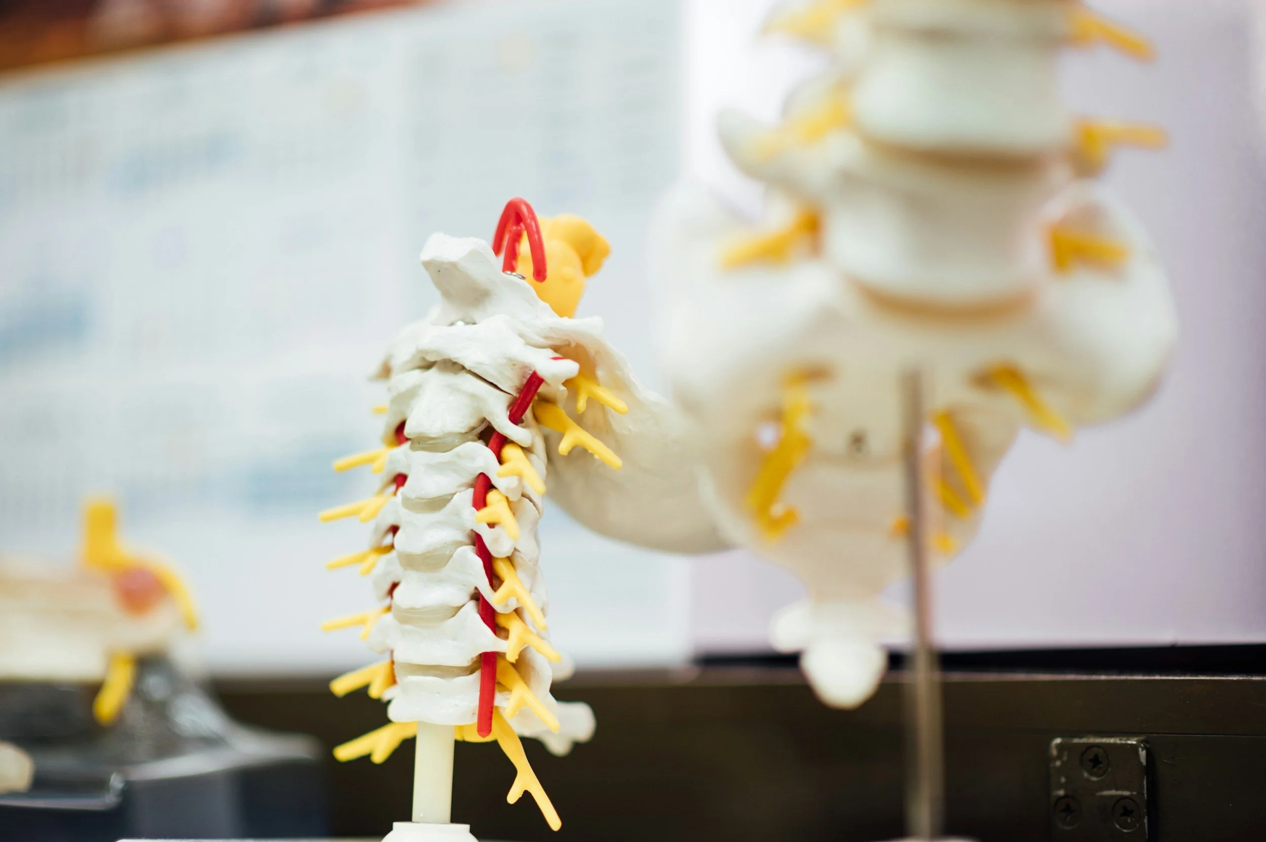 A model of the human spine showing vertebrae, nerves, and the anatomy of the back in a medical or educational setting.