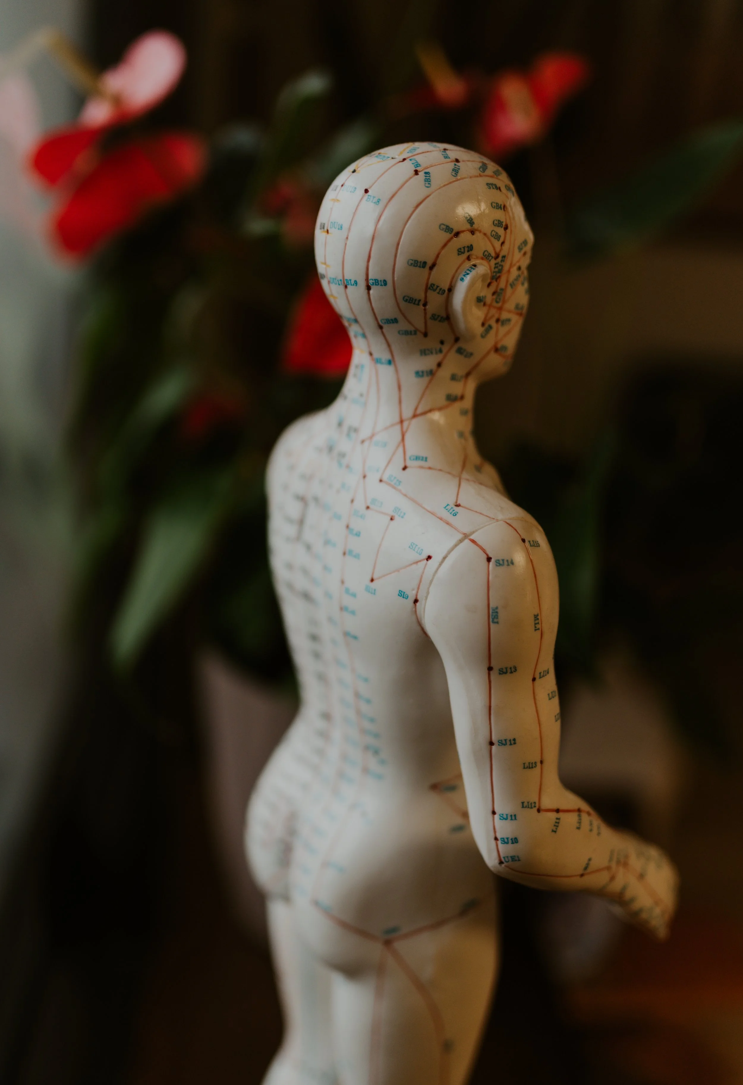 A wooden acupuncture model of a female figure with acupuncture points and meridians marked on its surface, standing in front of a blurred background of plants and flowers.